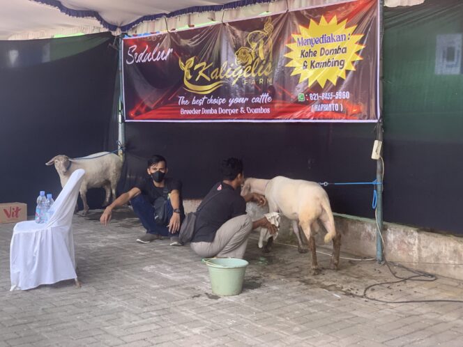 
					Dari APBD ke Arena Kambing: Cerita Lucu di Balik Kontes Embek Kudus 2025